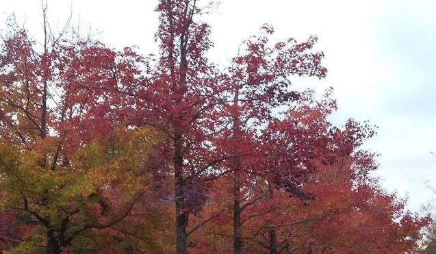 松江市総合運動公園内の紅葉